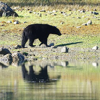 Tofino - Black bear